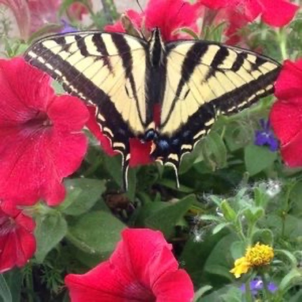 Meet your Posher, Alao